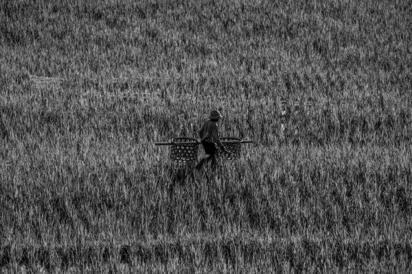 a farmer in a rice field in Bali
