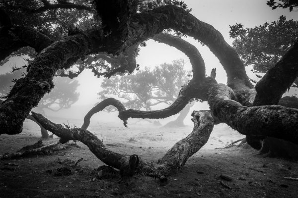 Madeira fanal forest in foggy conditions